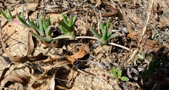Ruschia diversifolia