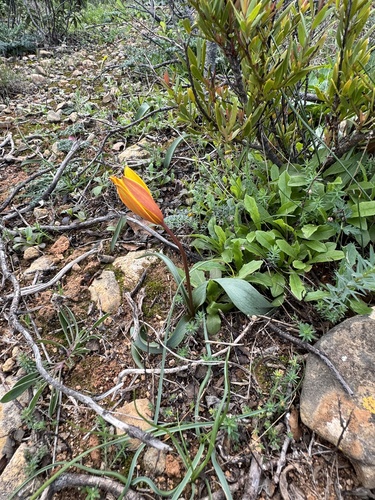 Foto de Tulipa