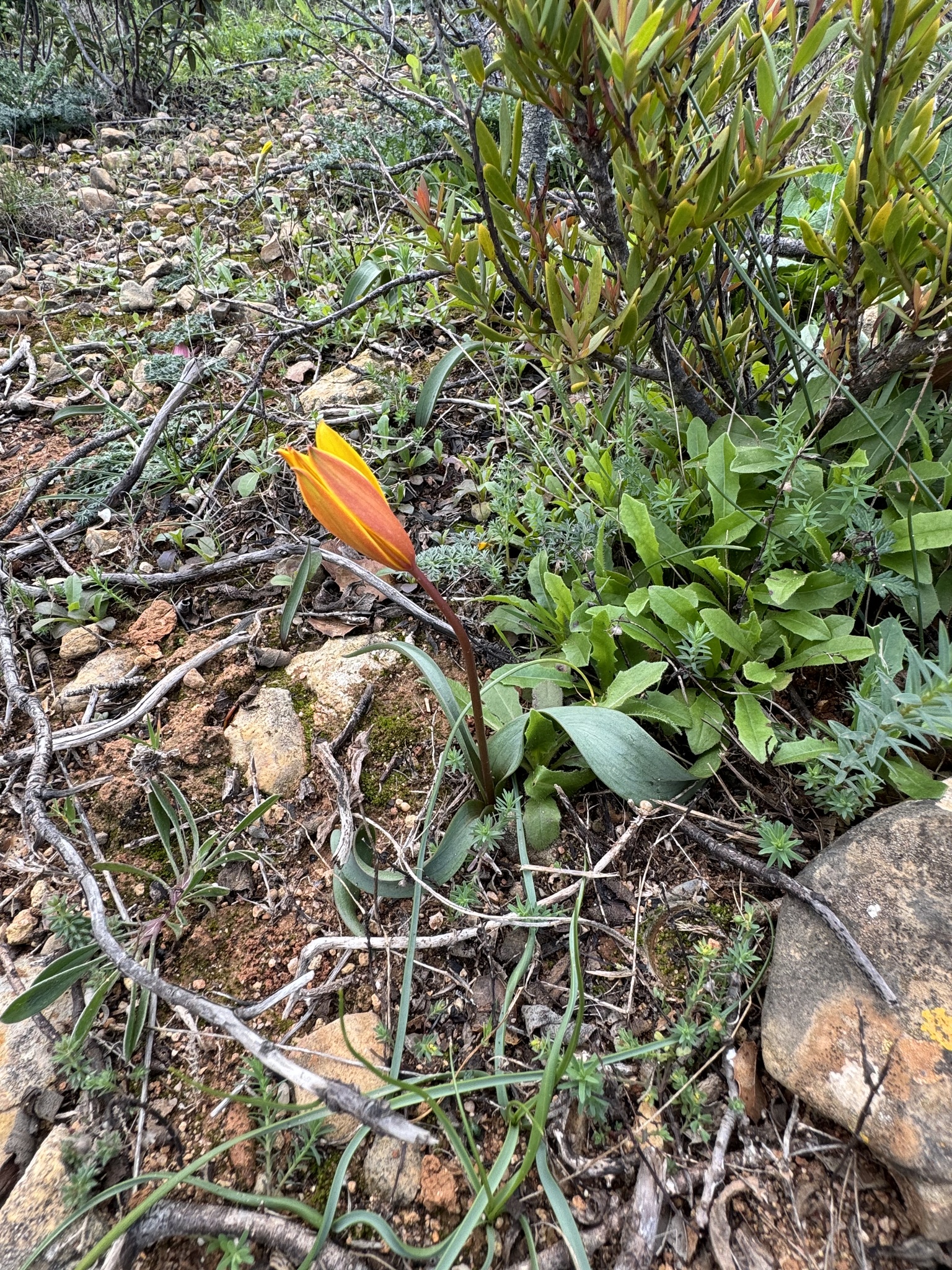 Imagem de Tulipa
