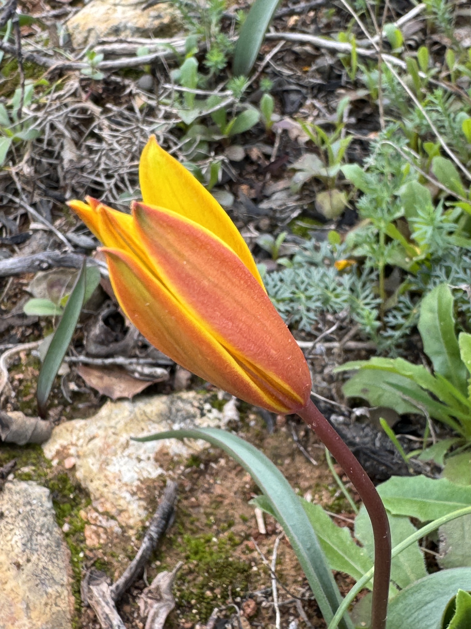 Imagem de Tulipa