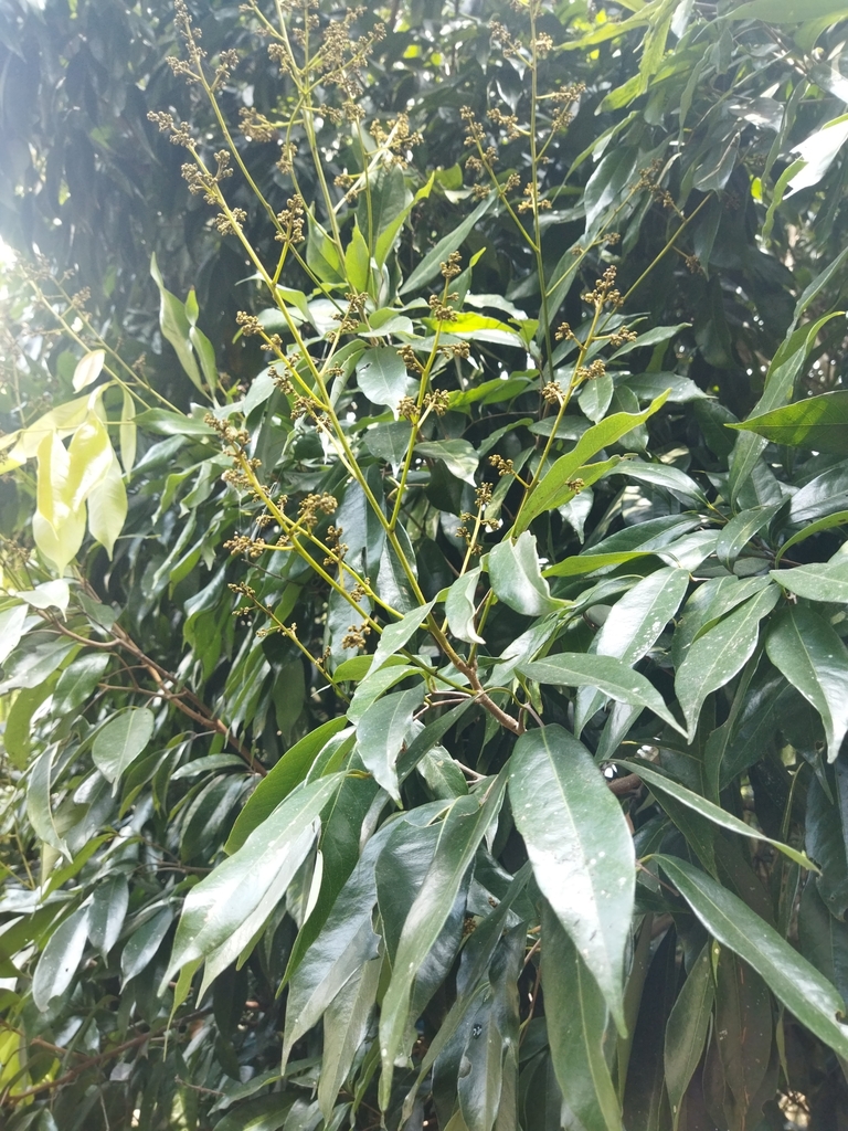 Foto de Lichia