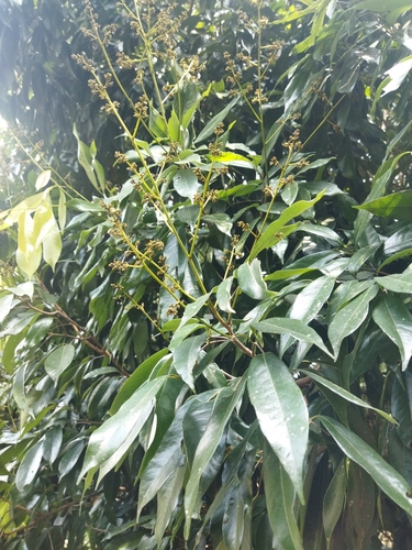 Lichia