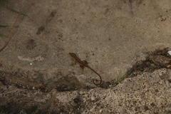 Anolis sagrei
