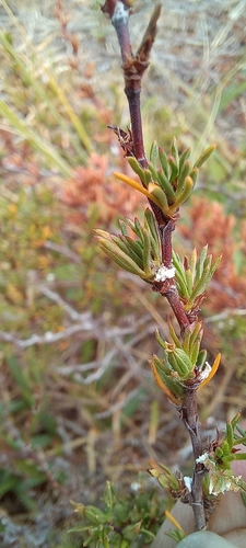 Image of Cliffortia juniperina by (c) Adele SL, some rights reserved (CC BY)