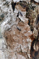Nemocephalus monilis