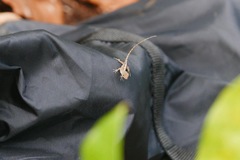 Anolis schwartzi