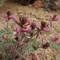 Astragalus malacus