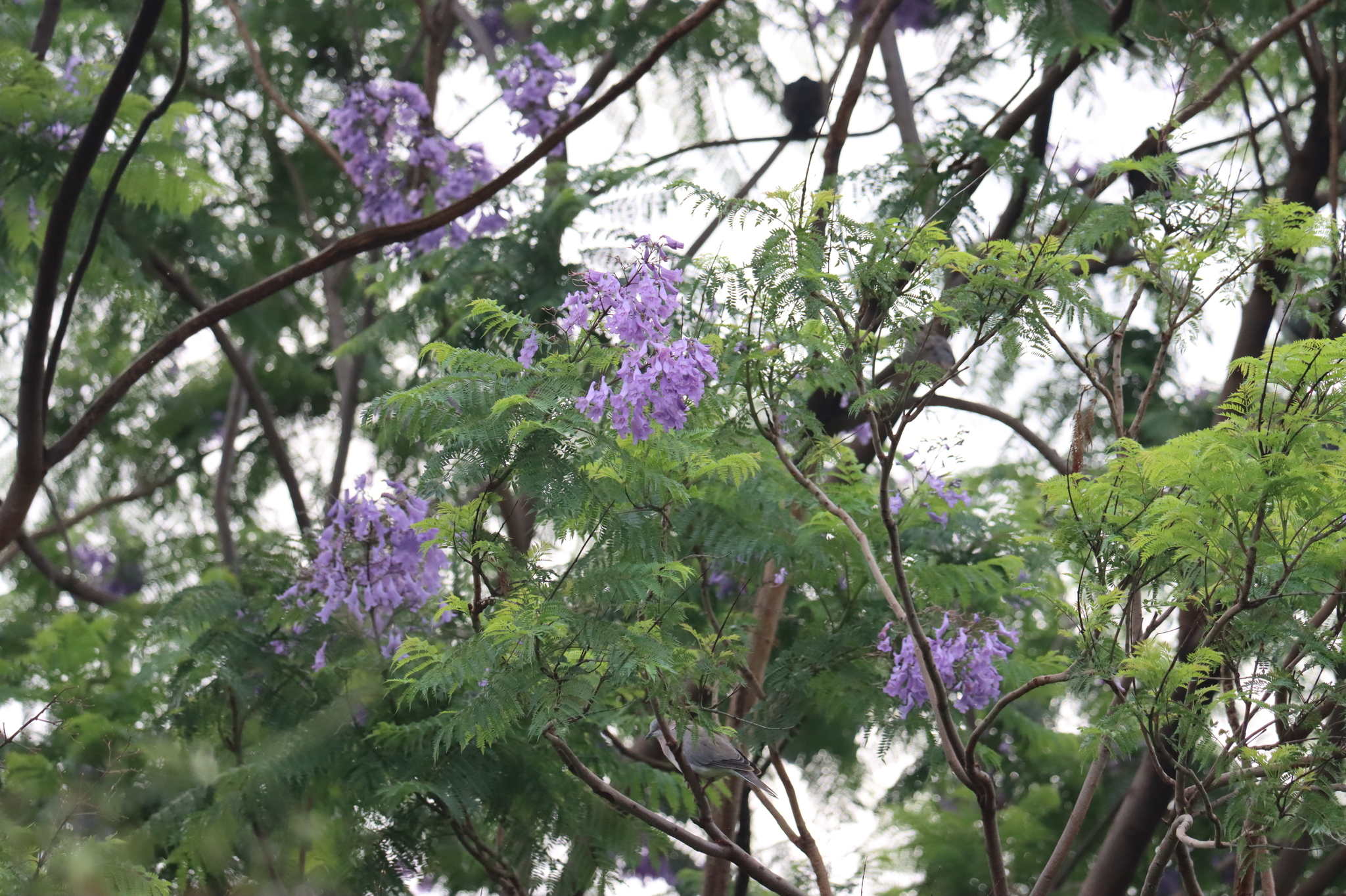 Imagem de Jacarandá