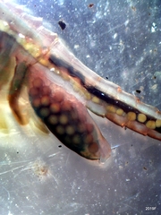 Eubranchipus oregonus