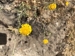 Chaenactis glabriuscula