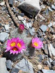 Rapicactus beguinii