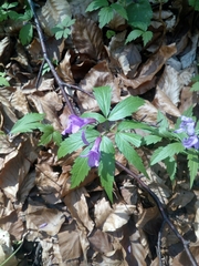 Cardamine glanduligera