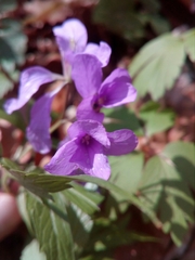 Cardamine glanduligera