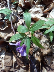 Cardamine glanduligera