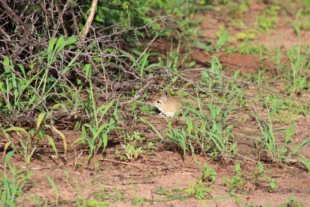 Rufous Elephant Shrew