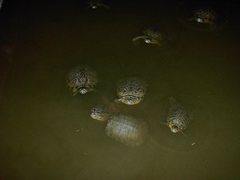Trachemys scripta elegans