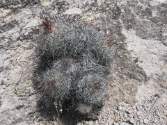 Echinofossulocactus wippermannii