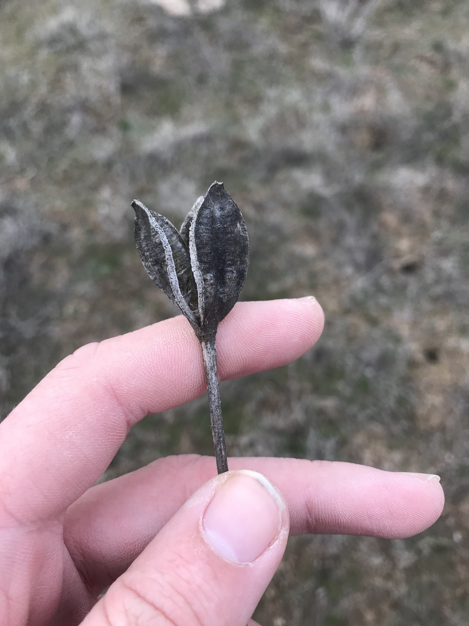 Imagem de Tulipa