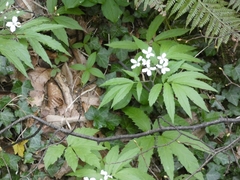 Cardamine heptaphylla