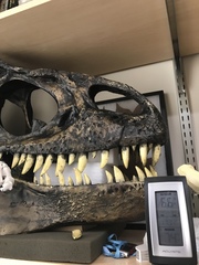 Allosaurus fragilis