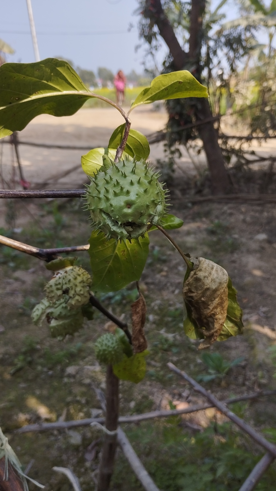 Imagem de Trombeta-dos-anjos