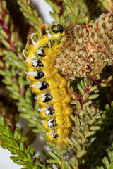 Psycharium pellucens