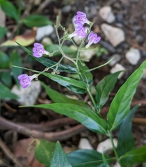 Dianthera pectoralis, photograph Alan Prather, CC BY, iNaturalist via GBIF