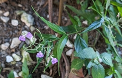 Dianthera pectoralis, photograph Alan Prather, CC BY, iNaturalist via GBIF