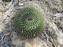 Mammillaria gigantea