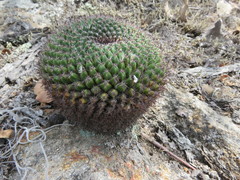 Mammillaria gigantea