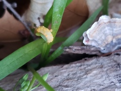 Puccinia mariae-wilsoniae