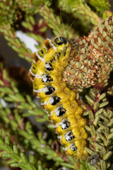 Psycharium pellucens