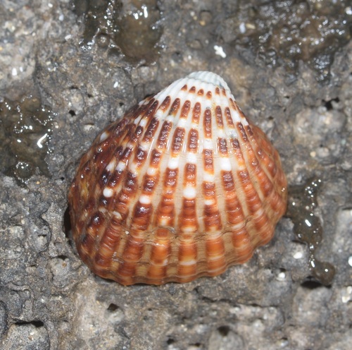 Representative image of Cardites antiquatus