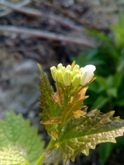 Alliaria petiolata