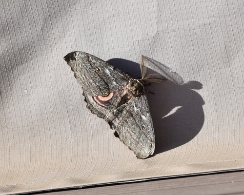 Speckled Emperor