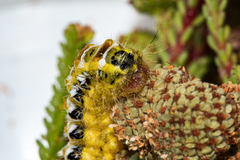 Psycharium pellucens