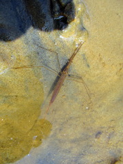 Ranatra linearis