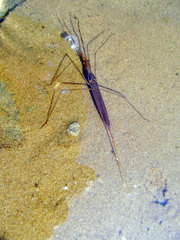 Ranatra linearis