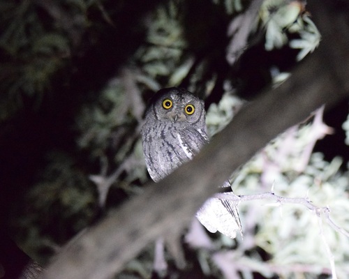 African Scops-Owl
