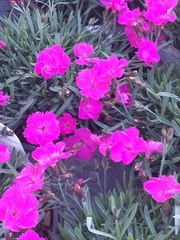 Dianthus