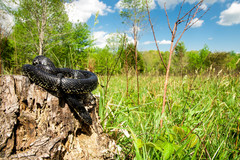 Lampropeltis nigra
