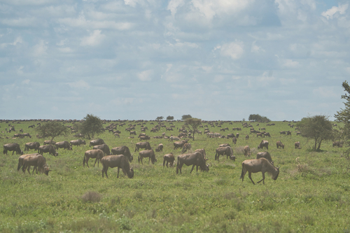 Blue wildebeest