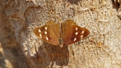 Eunica monima modesta