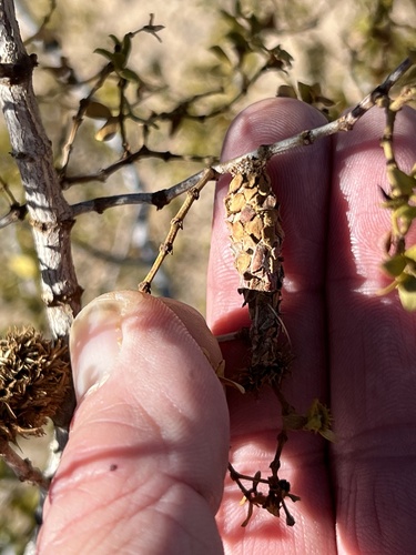 Creosote Bush Bagworm photo 5