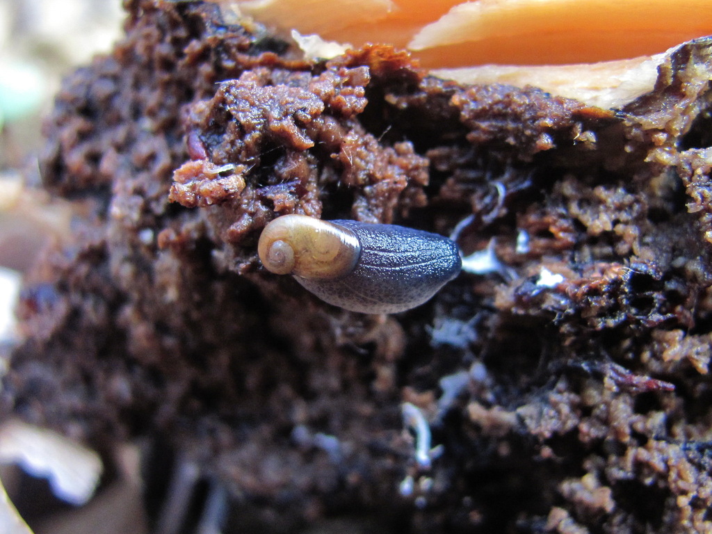 Daudebardia lederi
