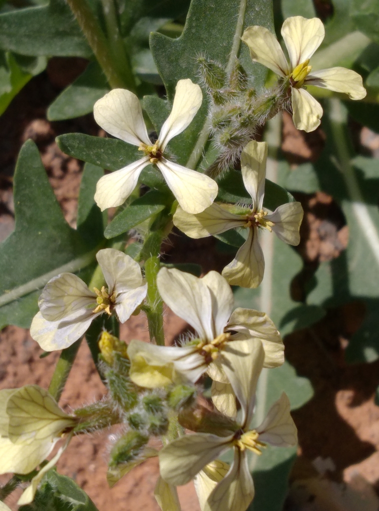 Eruca aurea