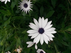 Dimorphotheca