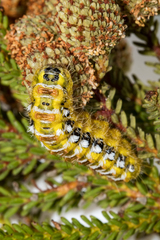 Psycharium pellucens