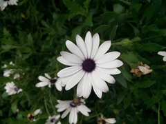 Dimorphotheca