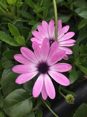 Dimorphotheca